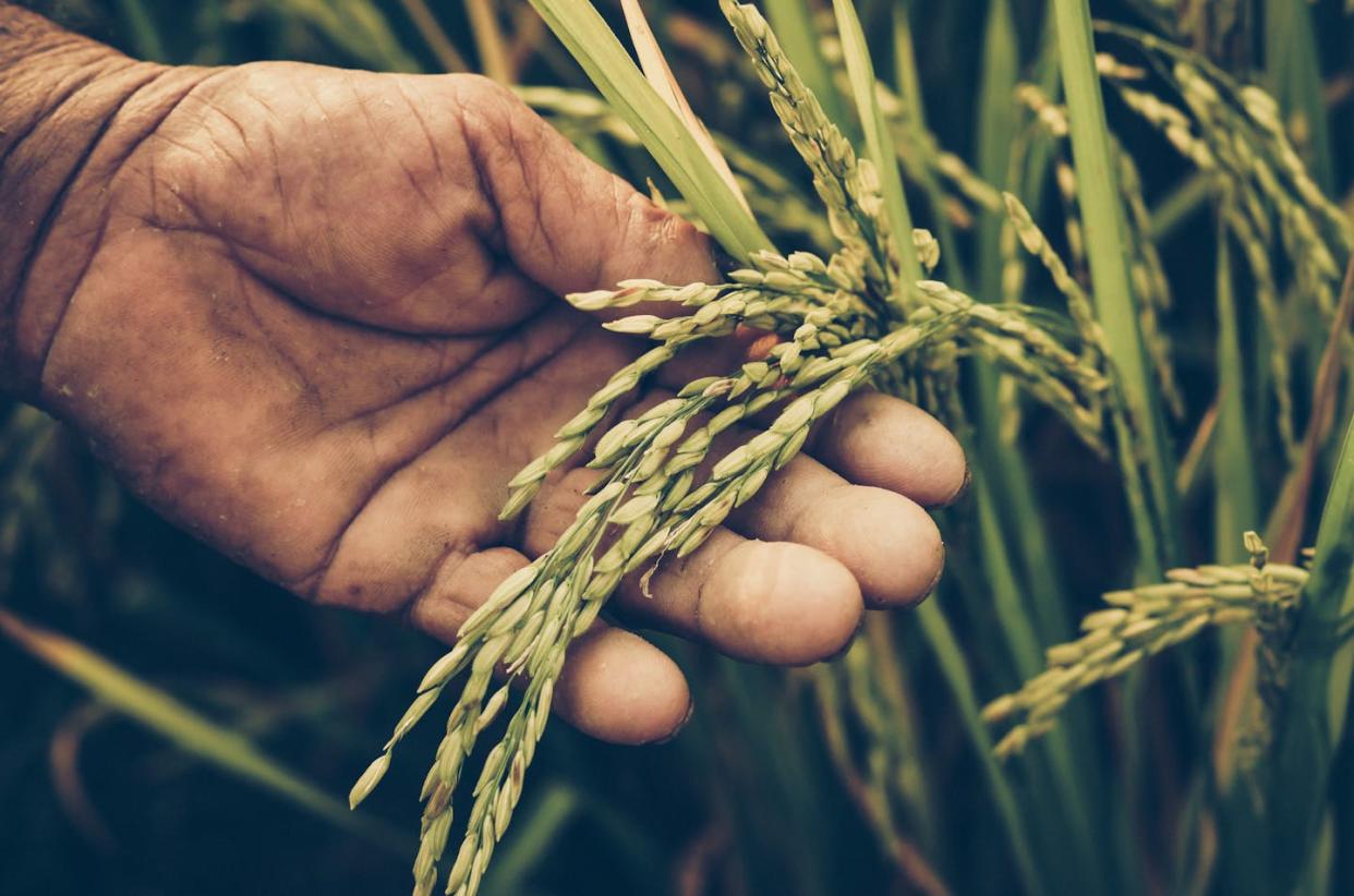 <a href="https://www.shutterstock.com/image-photo/agriculture-old-hand-tenderly-touching-young-322848197" rel="nofollow noopener" target="_blank" data-ylk="slk:wk1003mike / Shutterstock;elm:context_link;itc:0;sec:content-canvas" class="link ">wk1003mike / Shutterstock</a>