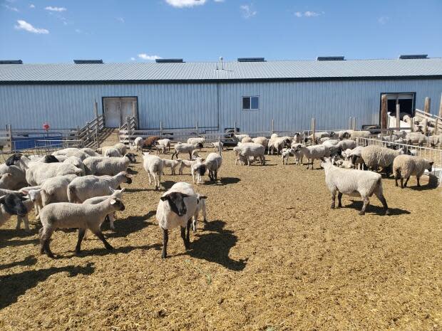 The market price for lamb, such as those raised at Lambtastic Farms in Vulcan, Alta., has risen dramatically in Alberta.  (Ray Nolan / Lambtastic Farms - image credit)