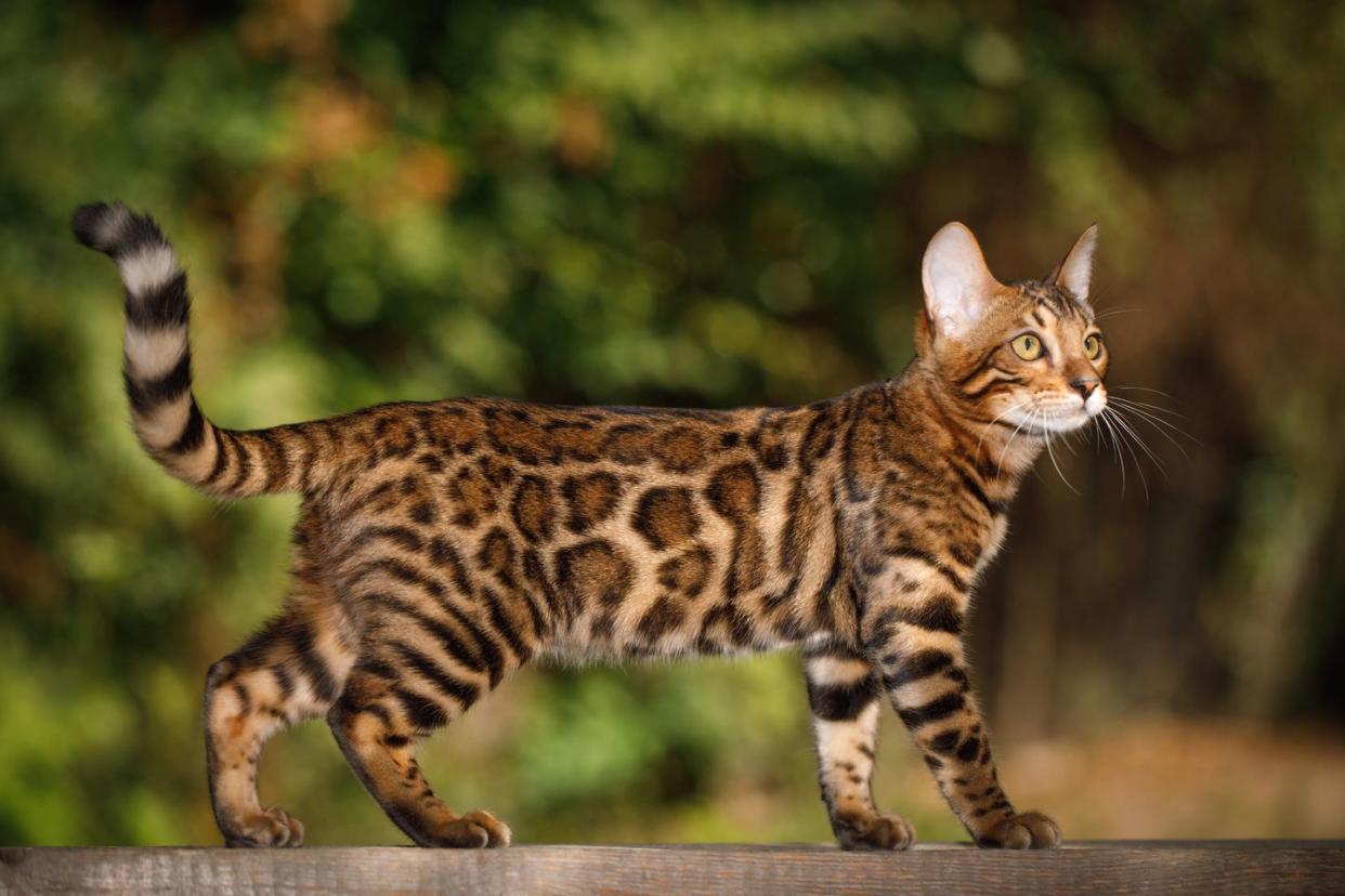 bengal cat outdoor