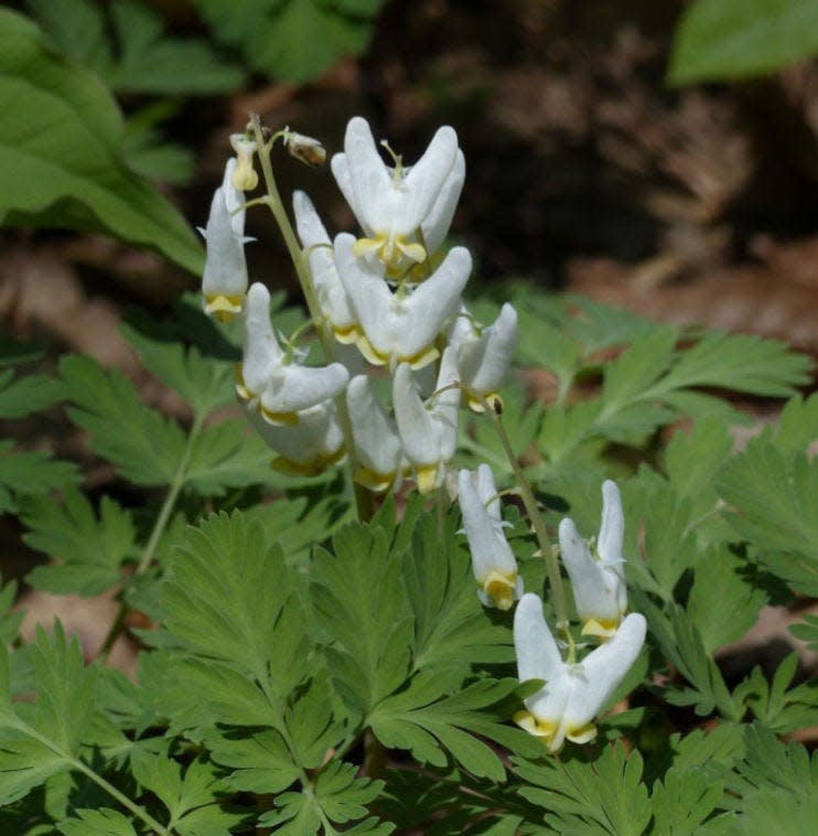 Dutchman's breeches boast fern-like leaves and white flowers that look like pantaloons hanging upside down.
