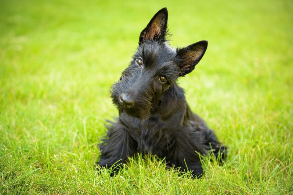 best small dog breeds scottish terrier