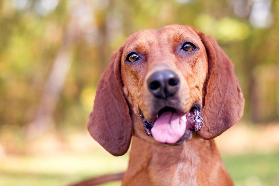 closeup of a redbone coonhound with his tongue out