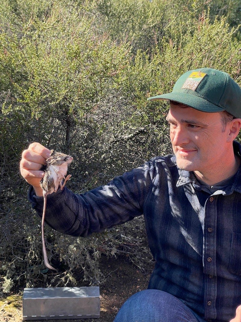 Matt Sharp Chaney holding a Santa Cruz kangaroo rat. Sharp Chaney is a wildlife biologist with the Midpeninsula Regional Open Space District in California.
