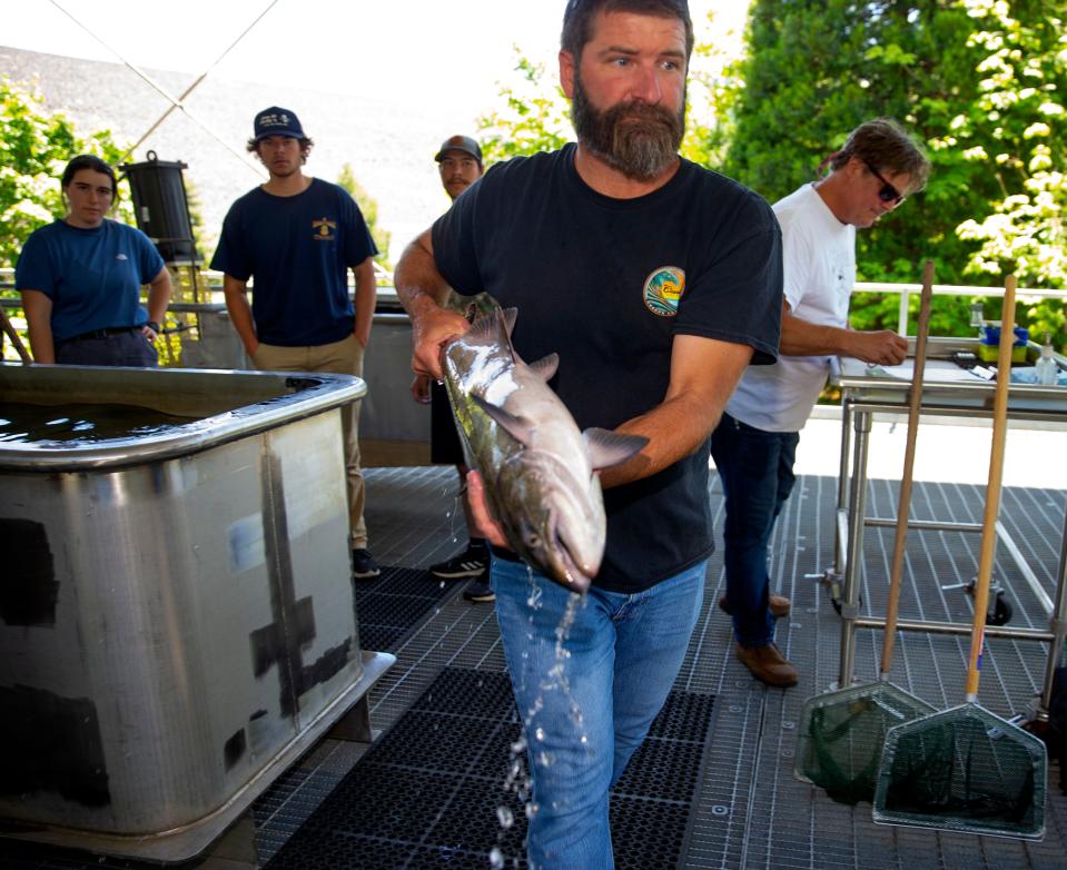 U.S. Army Corp of Engineers fish biologist Chad Helms, center, moves a chinook salmon to a waiting truck for transport above Fall Creek Dam after examining it at a facility at the foot of the dam.