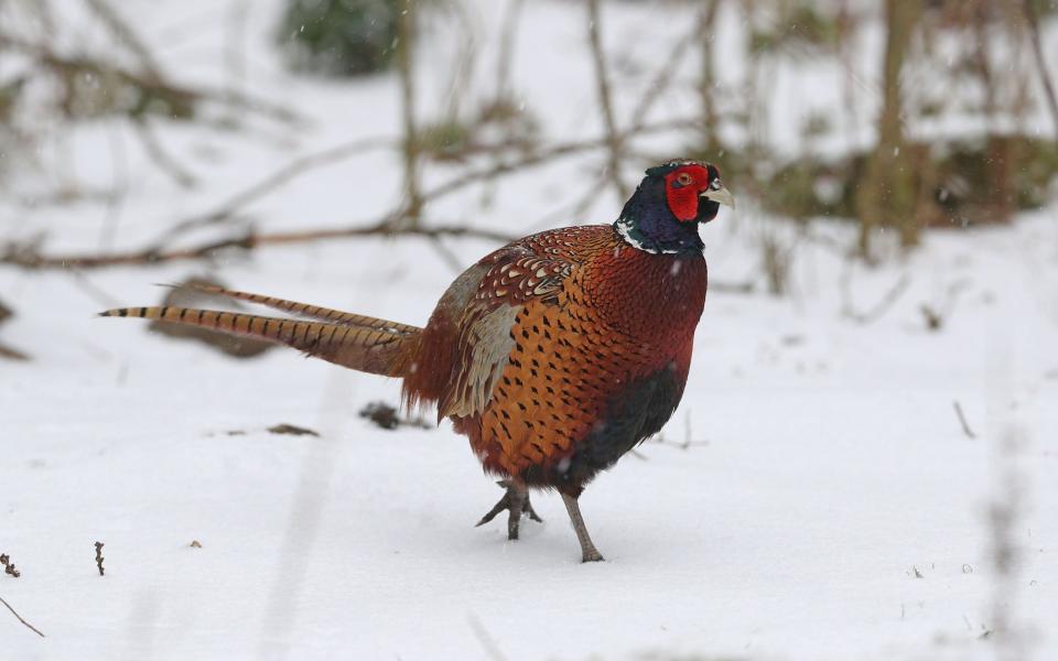 Fewer pheasants are likely to be released each year - PA