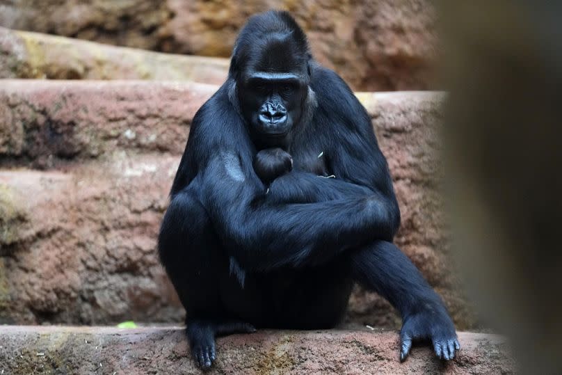 10-year-old gorilla Duni holds her newborn baby at the Zoo in Prague, Czech Republic