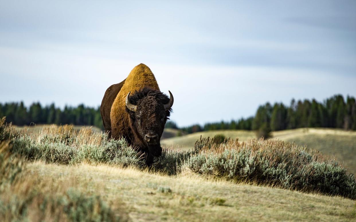 Yellowstone National Park is home to golden eagles, bison, mule deer and moose - mayur_gala777