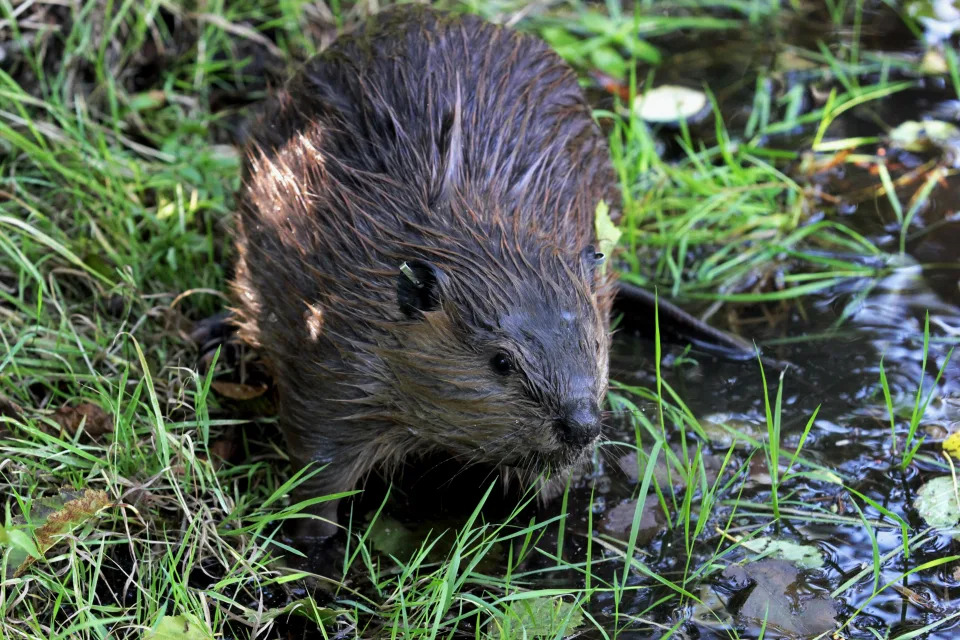 In this Sept. 12, 2014, photo, a tagged young beaver explores water hole near Ellensburg, Wash., after he and his family were relocated by a team from the Mid-Columbia Fisheries Enhancement Group.