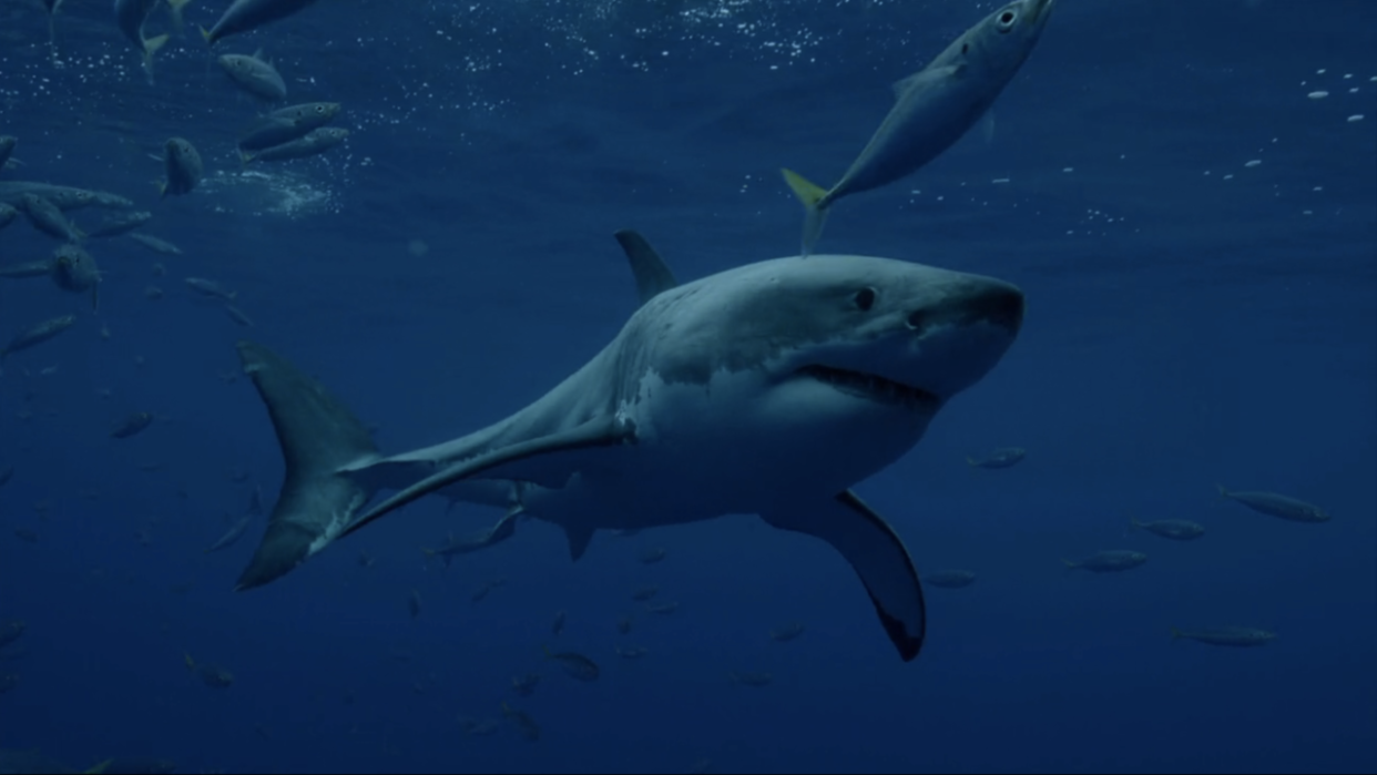  Mako shark from Monster Mako - Fresh Blood in Shark Week 2023 