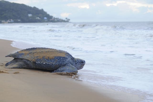 Leatherback sea turtle, sometimes called lute turtle or leathery turtle (Dermochelys coriacea) in French Guiana (Overseas Depart