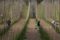 In this May 5, 2020, photo, seasonal workers train the growing hops by winding or tying two or three shoots clockwise to each string, at Stocks Farm in Suckley, Worcestershire. Britain’s fruit and vegetable farmers have long worried that the exit from the European Union would keep out the tens of thousands of Eastern European workers who come every year to pick the country’s produce. Now, the coronavirus pandemic has brought that feared future to the present. (AP Photo/Kirsty Wigglesworth)