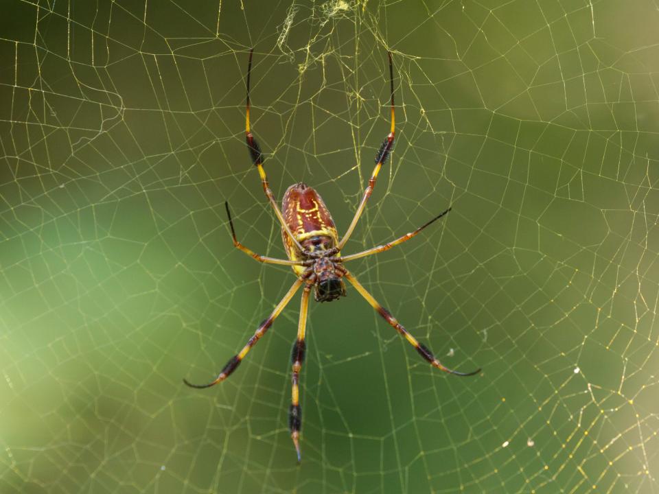 Golden Orb Spider in South Carolina's Congaree National Park