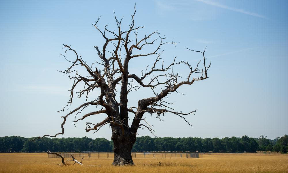 <span>Photograph: Maureen McLean/Rex/Shutterstock</span>