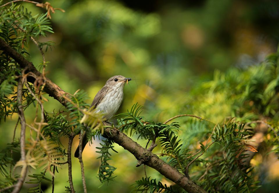 Woodland bird the spotted flycatcher is in declineBen Andrew/RSPB