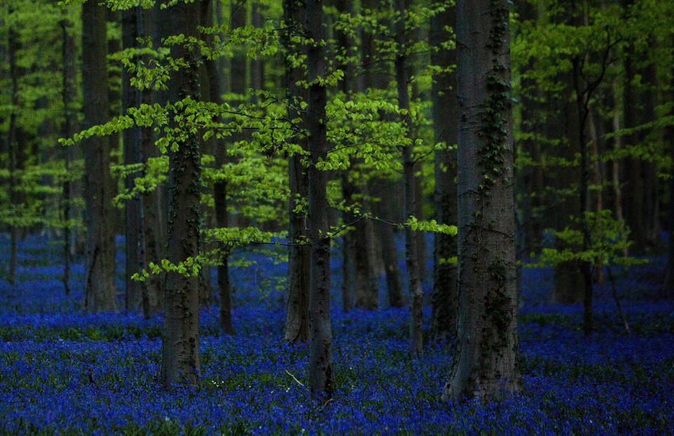 Bluebells, also known as wild Hyacinth, bloom in the Hallerbos forest in Halle, Belgium, on Thursday, April 16, 2020. Bluebells are particularly associated with ancient woodland where it can dominate the forest floor to produce carpets of violet–blue flowers. (AP Photo/Virginia Mayo)