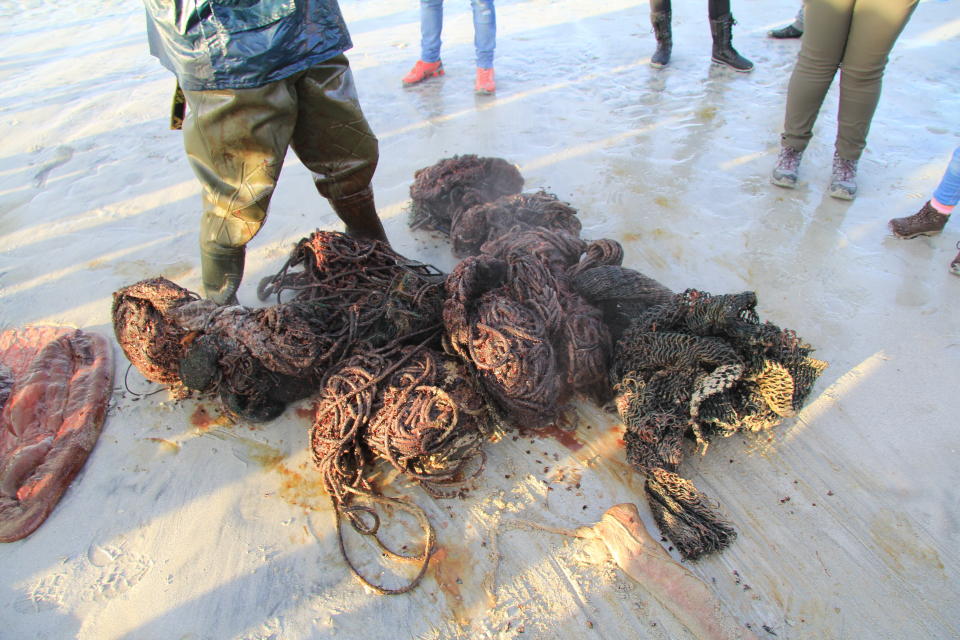 Plastic rope found inside a sperm whale's stomach in Scotland in December 2019. (Photo: Scottish Marine Animal Strandings Scheme)