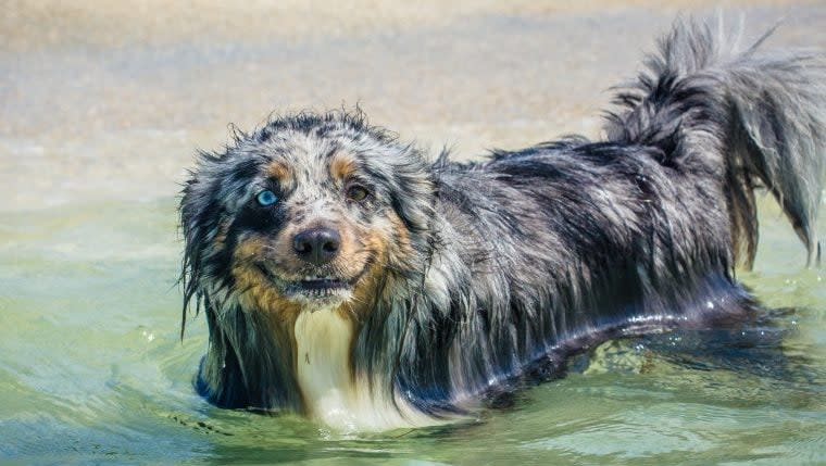 Australian Shepherd Swept Away by California Floodwaters Rescued Thanks to Apple AirTag