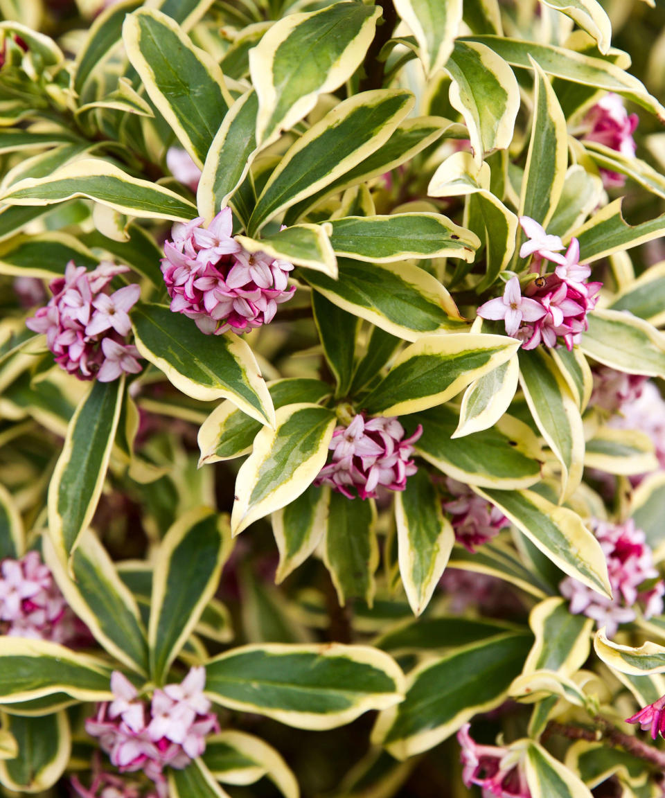 Daphne 'Aureomarginata' in bloom