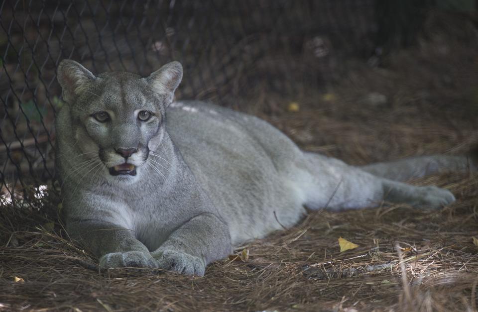 A Florida panther at the Palm Beach Zoo on Aug. 22, 2019, in Palm Beach, Florida. The Florida panther is an endangered species that is further threatened by climate change, a new study suggests.