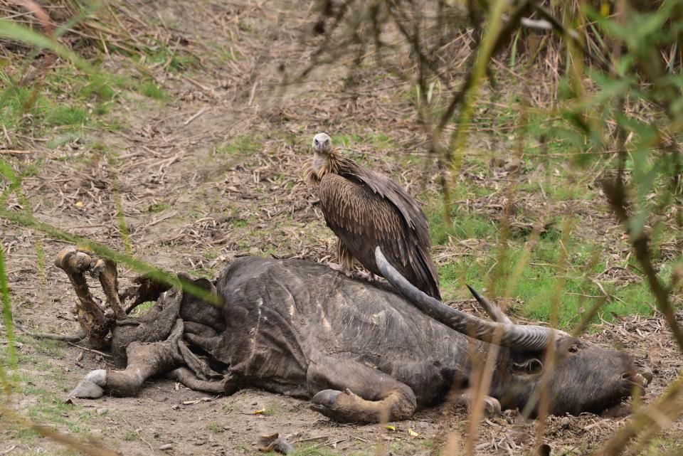 In a March 3, 2024 file photo, a vulture eats a bison carcass in Kaziranga National Park in Assam, India. / Credit: Anuwar Hazarika/NurPhoto/Getty