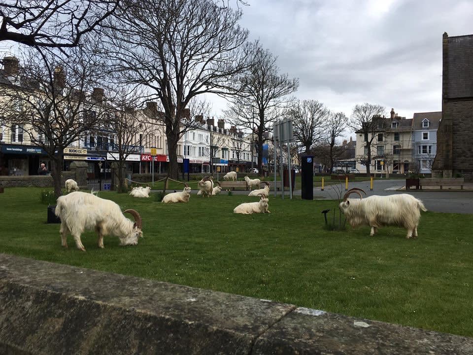 They were eventually taken back to the hilly grasslands where they live but later returned. (Wales News)