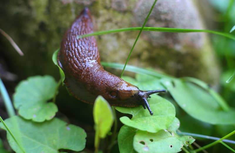 Slugs and snails like to attack heads of lettuce and flowers. Getting rid of them is no mean feat. Karl-Josef Hildenbrand/dpa