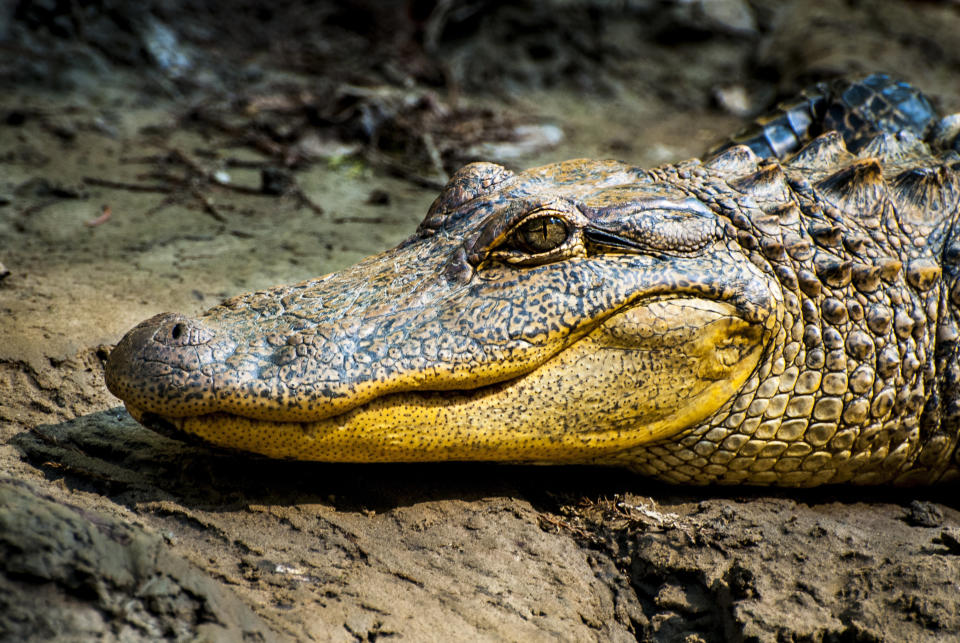 The American alligator (Alligator mississippiensis), sometimes referred to colloquially as a gator or common alligator, is a large crocodilian reptile endemic to the southeastern United States. It is one of two living species in the genus Alligator within the family Alligatoridae and larger than the other extant alligator species, the Chinese alligator. It is a species in which the males measure 3. 4 to 4. 6 m in length, and can weigh 453 kg. Females are smaller, measuring around 3 m. The American alligator inhabits freshwater wetlands, such as marshes and cypress swamps from Texas to North Carolina.