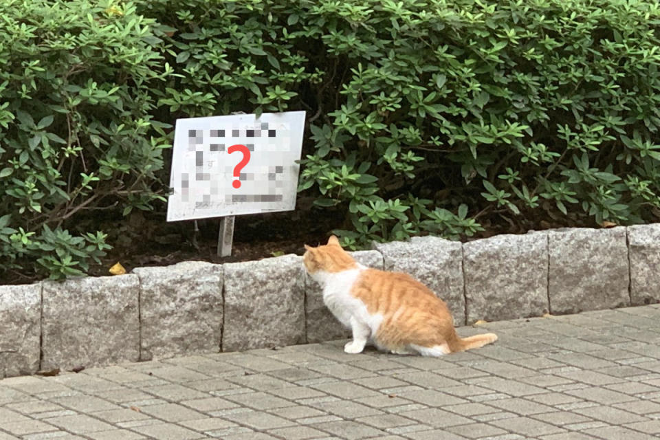 <p>公園裡有一隻橘白貓盯著花圃裡的告示牌。（圖／twitter帳號furuta_katsumi）</p>
