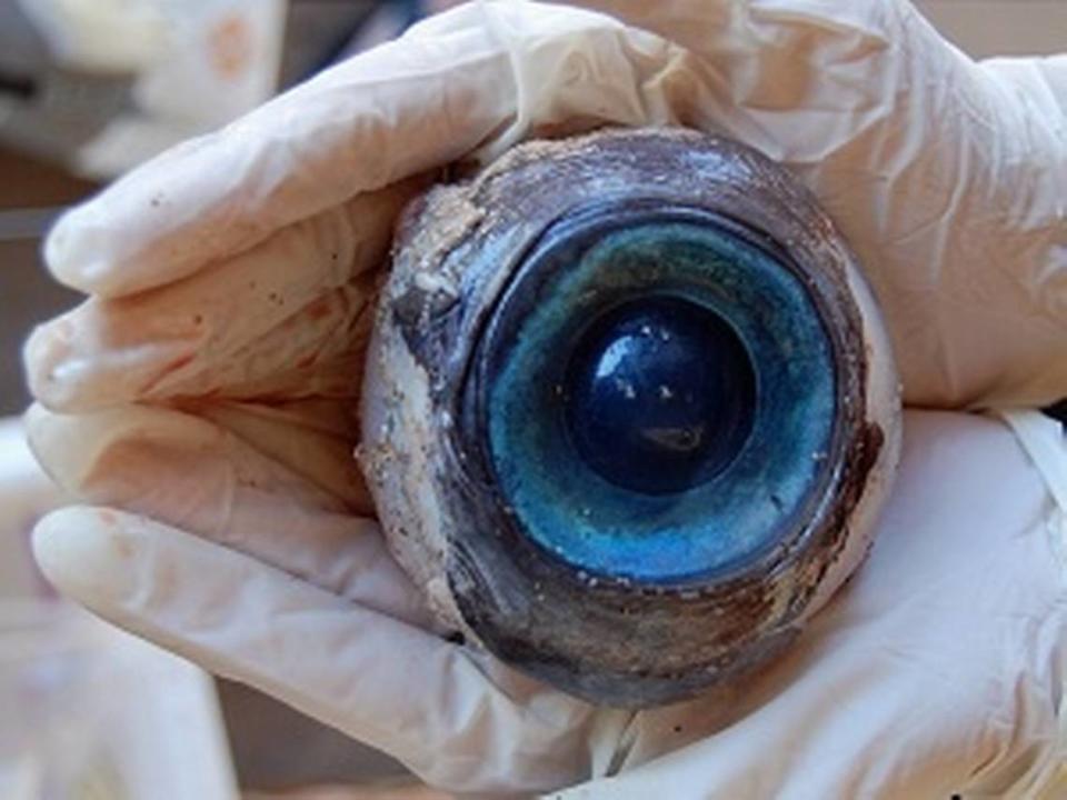 The giant blue eyeball that washed up in Pompano Beach in October 2012 is most likely from a swordfish, and not a huge one, either, researchers say.