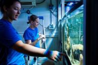 Chief coral scientist Keri O'Neill speaks with staff biologist Emily Williams (L) in front of an aquarium full of Pillar coral (Dendrogyra cylindricus) just a few days before the animals would successfully spawn in an aquarium for the first time at a Flori