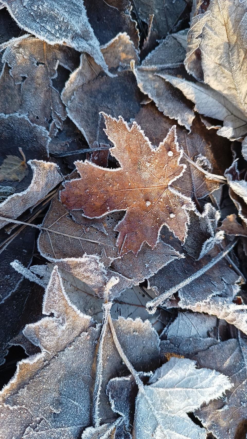 Frosty leaves in Sankey Valley Park by Kathryn Chapman