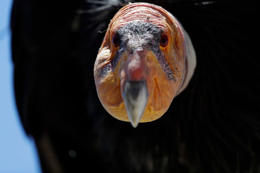 In this Wednesday, June 21, 2017, photo, a California condor sits in the Ventana Wilderness east of Big Sur, Calif. Three decades after being pushed to the brink of extinction, the California condor is staging an impressive comeback, thanks to captive-breeding programs and reduced use of lead ammunition near their feeding grounds. (AP Photo/Marcio Jose Sanchez)