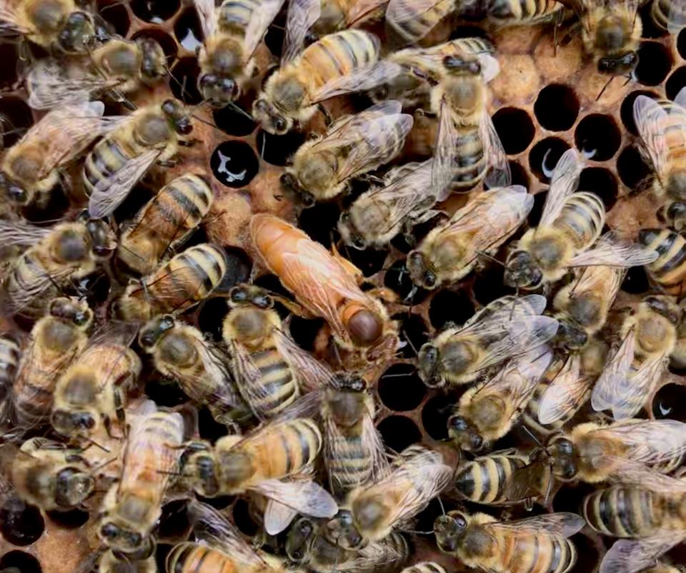 <span class="caption">Le Canada importe environ 250 000 reines d’abeilles chaque année.</span> <span class="attribution"><span class="source">(Alison McAfee)</span></span>