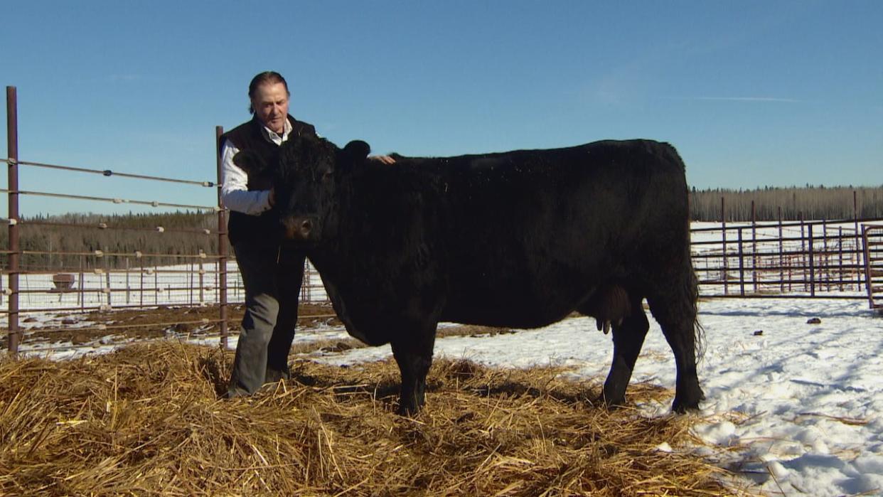 Bart Guyon pets his cow Bailey on his Brazeau County, Alta., ranch. (Peter Evans/CBC - image credit)