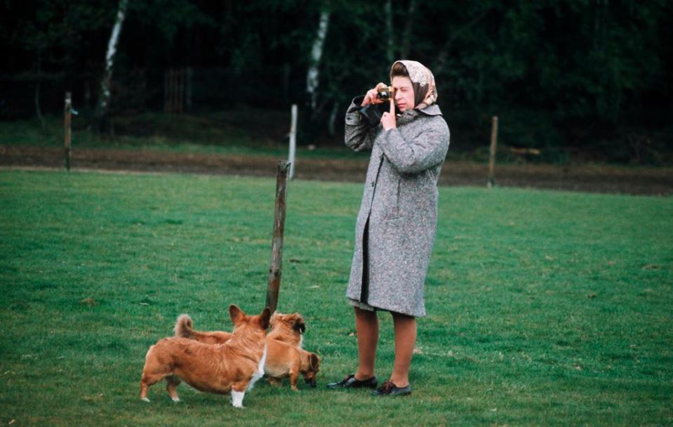 Queen Elizabeth II photographing her corgis at Windsor Park in 1960 in Windsor, England.