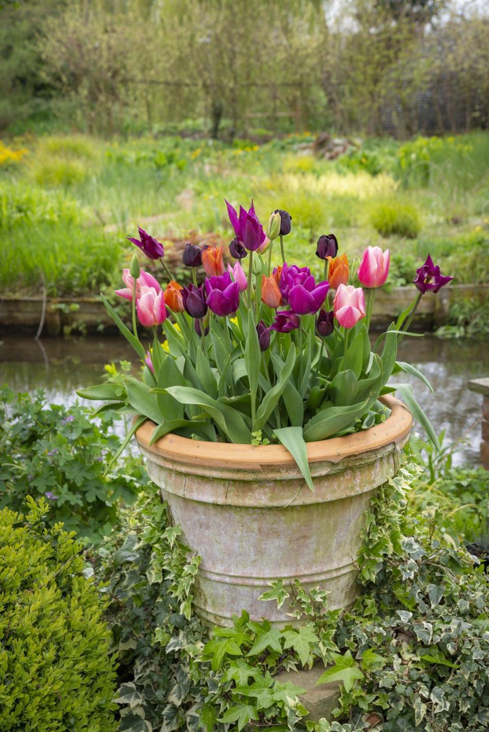 Spring Flower: Tulip