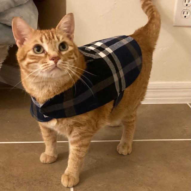 Cat's Giant Winter Coat Is Impossible to Resist - PetHelpful News