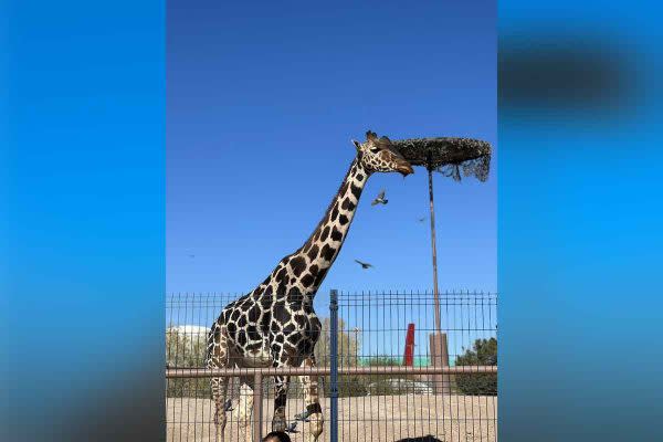 Benito sufrió maltrato animal en Parque Central de Chihuahua