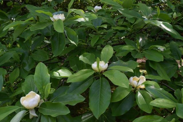 The Sweet Smell Of Botany — Bloom