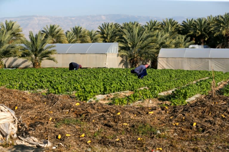 Des Palestiniens travaillent dans le champ près d'une colonie irsaélienne dans la vallée du Jourdain, territoire palestinien occupé, le 3 mars 2020