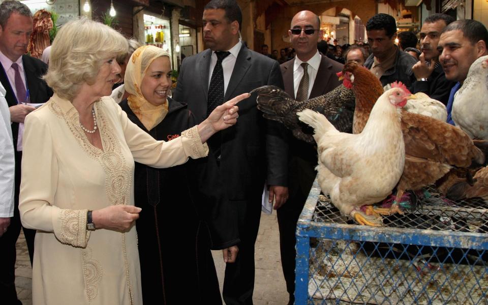 Camilla Duchess of Cornwall with some Moroccan hens - Getty