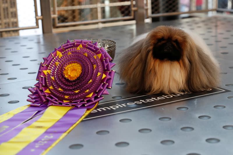 Westminster Kennel Club Dog Show in New York City