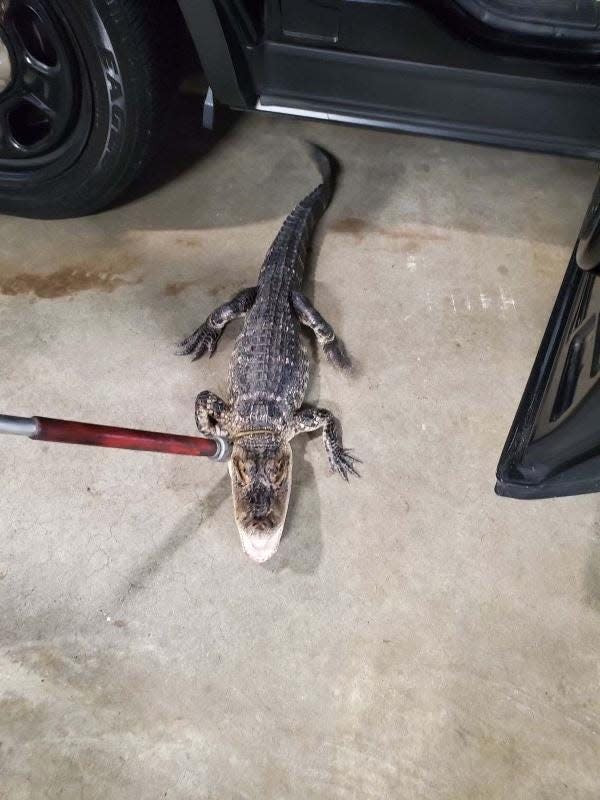 An alligator was captured in New Jersey in September 2023.