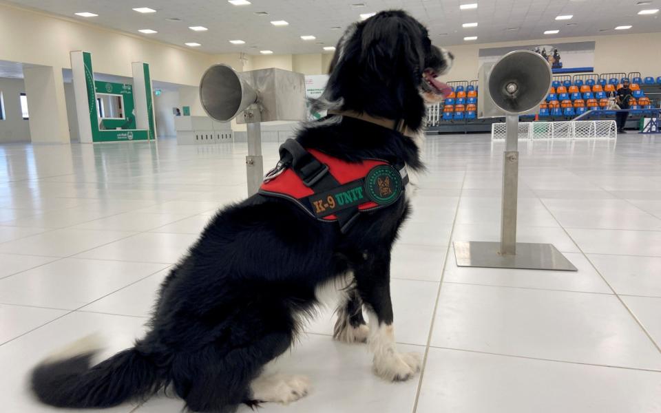 A dog that has been trained by Dubai Police K-9 unit to sniff out COVID-19 - ABDEL HADI RAMAHI/REUTERS