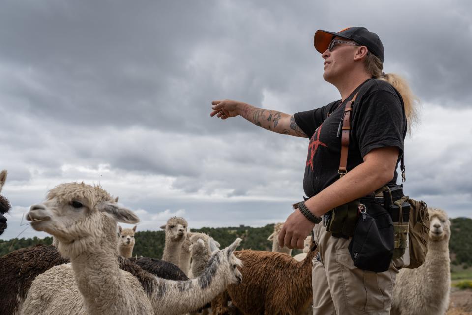 Penny Logue and alpacas