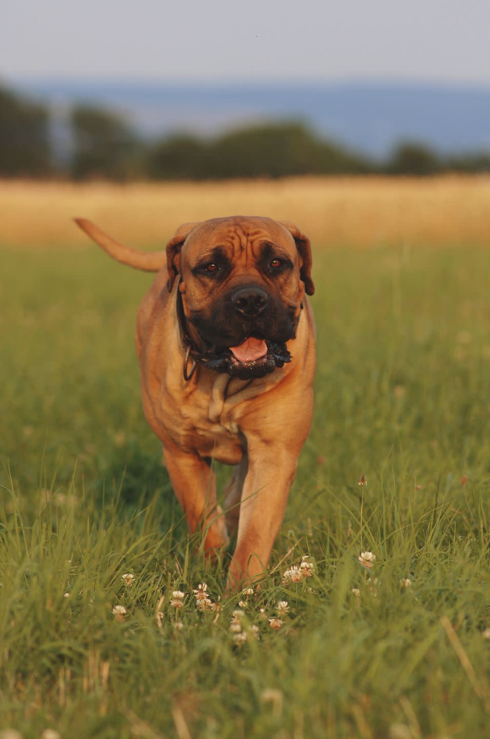 <p>In their native South Africa, these powerful farm dogs fend off fierce predators like leopards. Because of their strength and dominance, the AKC recommends prior experience owning large breeds before adopting a Boerboel. </p>