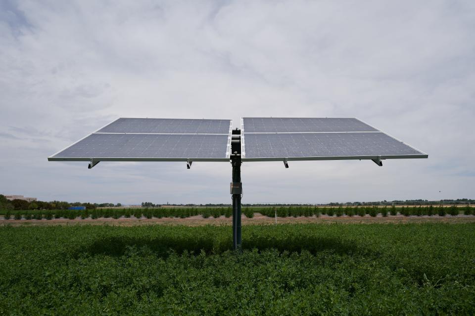 Alfalfa grows underneath a solar panel located at 4300 E. County Road 50, Fort Collins, Colo., as pictured on July 15, 2024.