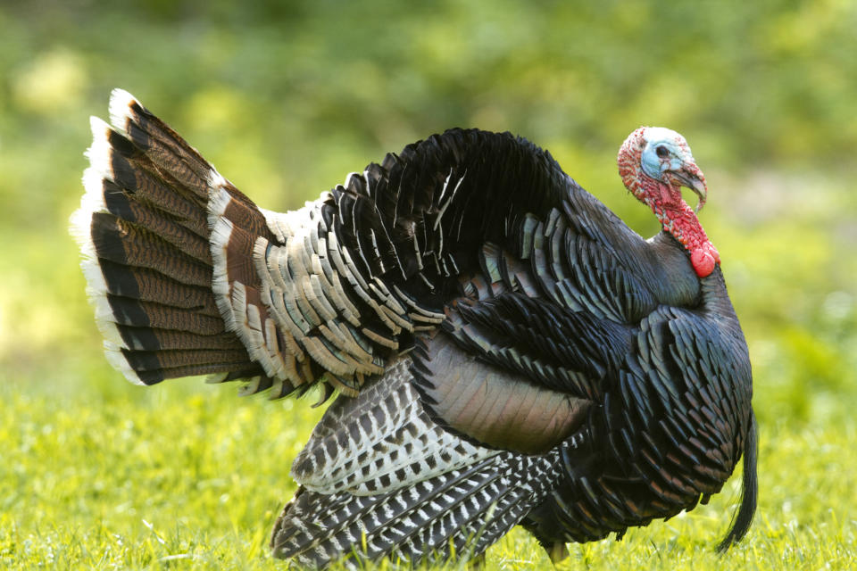 Wild Turkey displaying