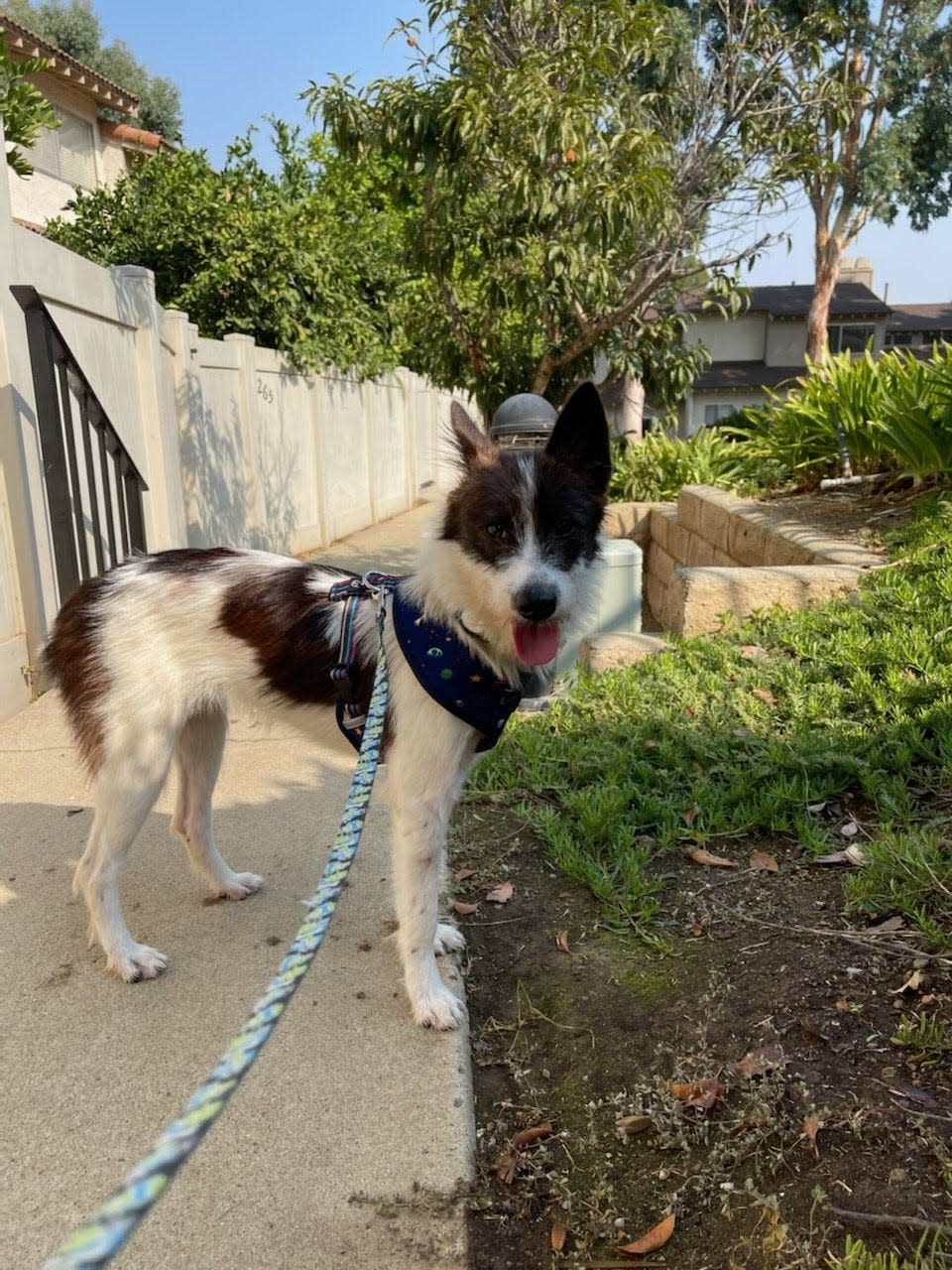 A search for Jingo, an 8-month-old Jindo-terrier mix, is underway in Las Cruces after the skittish dog escaped a pet transportation company.