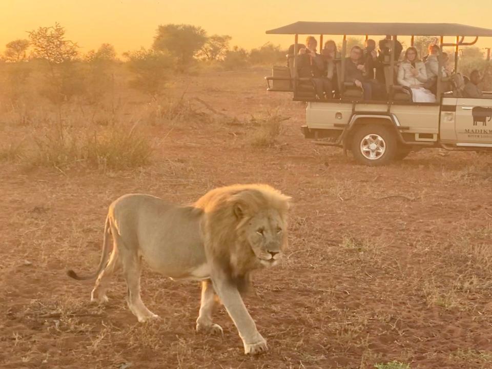A lion is tracked by multiple full safari jeeps